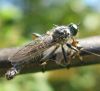 Laupītājmuša Asilidae sp.