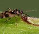 Mīkstblakts Orthops basalis