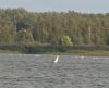 Zivju ērglis