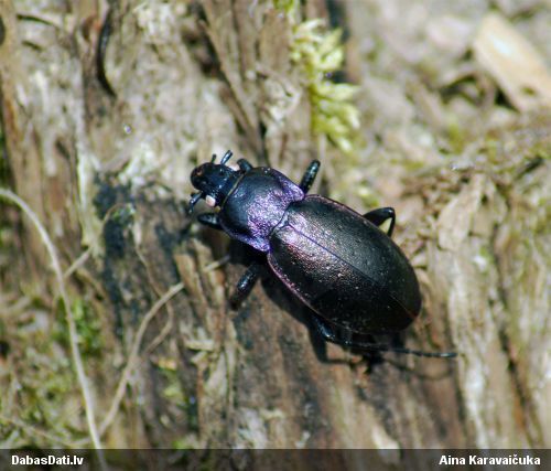 Skrejvabole Carabus nemoralis