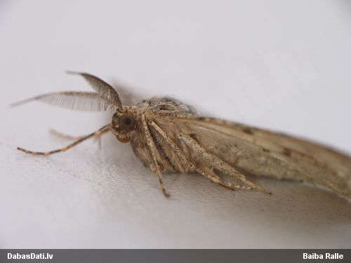 Sprīžmetis Peribatodes sp.