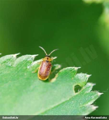 Lapgrauzis Galerucella calmariensis