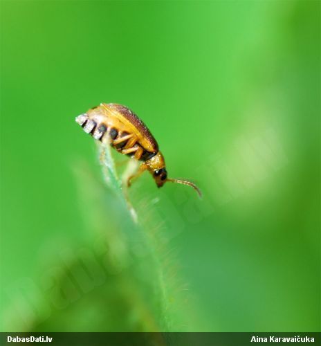 Lapgrauzis Galerucella calmariensis