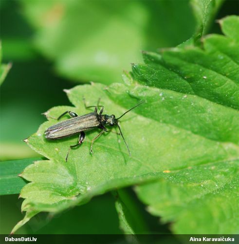 Māņkoksngrauzis Oedemera virescens