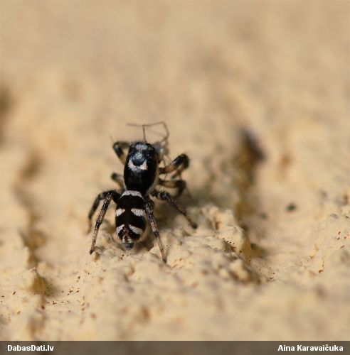 Lēcējzirneklis Sitticus sp.