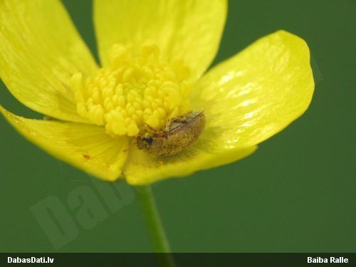 Aveņvabole Byturus tomentosus