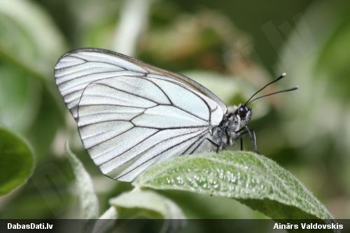 Lapkoku baltenis