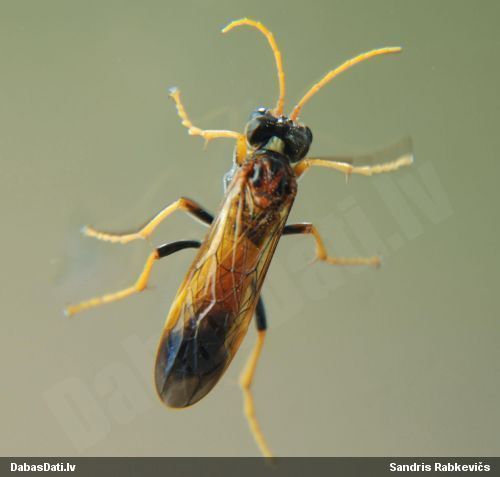 Zāģlapsene Tenthredo campestris