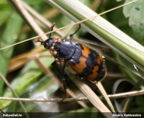 Kapračvabole Nicrophorus vespillo