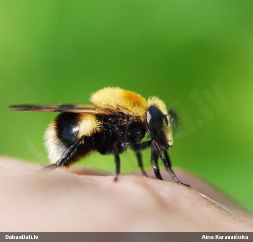 Ziedmuša Volucella bombylans