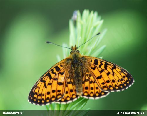 Parastais purvraibenis
