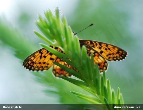 Parastais purvraibenis