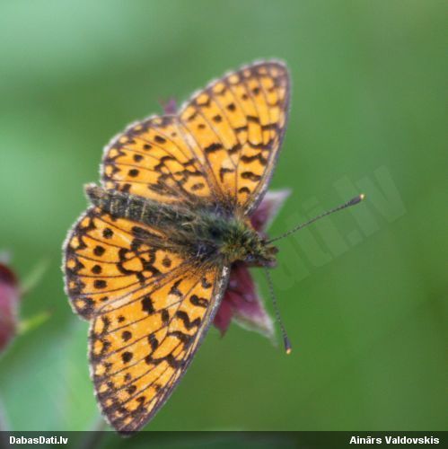 Parastais purvraibenis