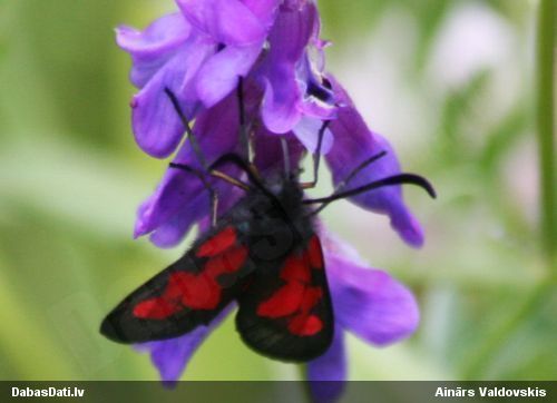 Raibspārnis Zygaena sp.
