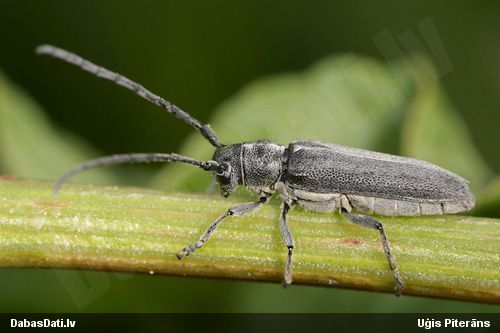 Stublājgrauzis Phytoecia nigricornis