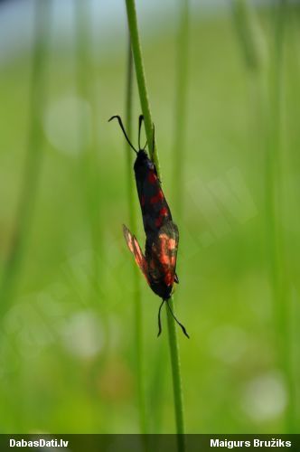 Ceļteku raibspārnis