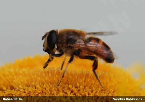 Ziedmuša Eristalis sp.