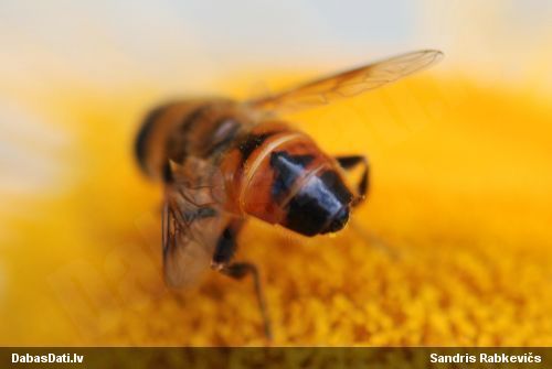 Ziedmuša Eristalis sp.