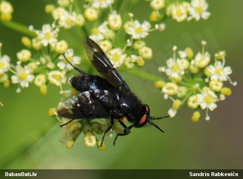 Zeltacis Chrysops sp.