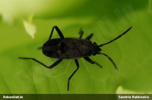 Zemesblakts Rhyparochromus pini