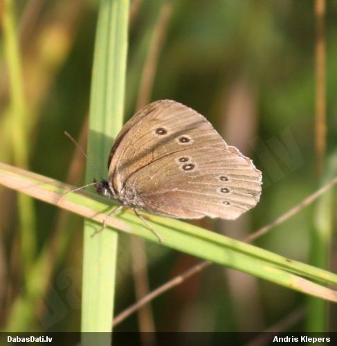 Parastais samtenis