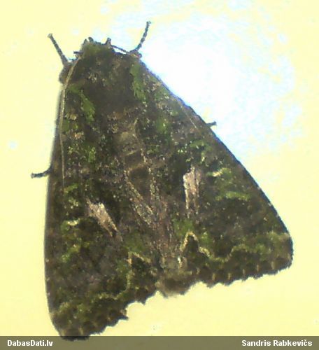 Balodeņu pūcīte