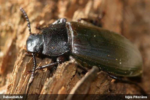 Melnulis Neatus picipes