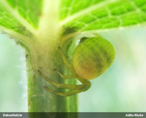 Krabjzirneklis Misumena vatia