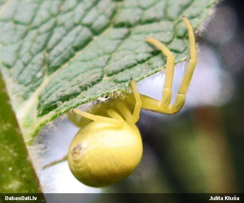 Krabjzirneklis Misumena vatia