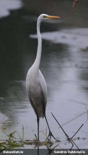 Baltais gārnis