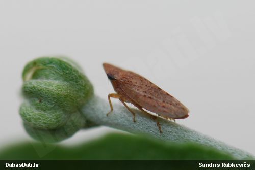 Cikādiņa Aphrodes sp.
