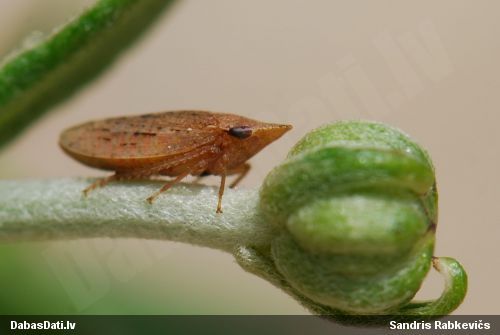 Cikādiņa Aphrodes sp.