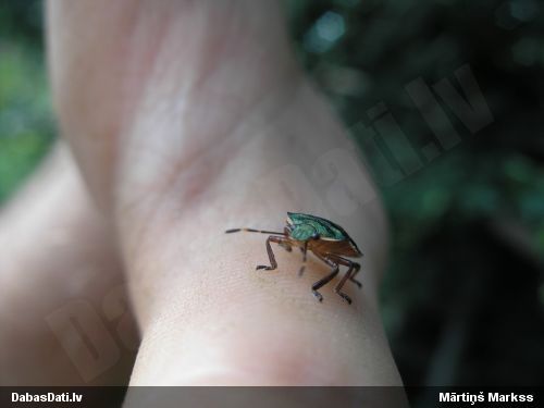 Vairogblakts Troilus luridus