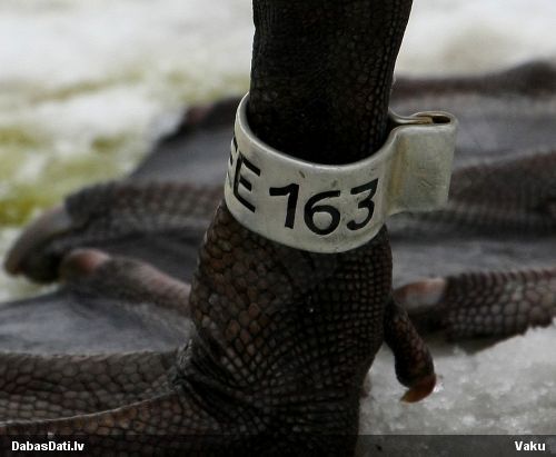 Paugurknābja gulbis