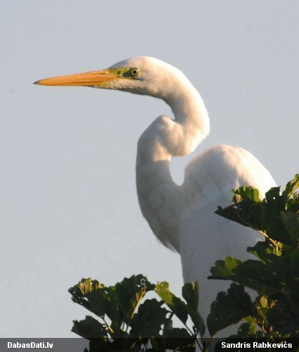 Baltais gārnis
