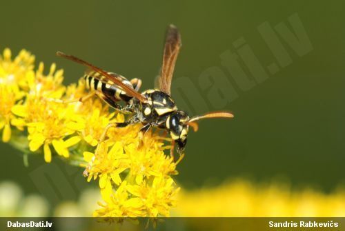 Papīrlapsene Polistes dominula