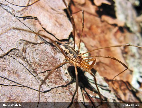 Māņzirneklis Phalangium opilio