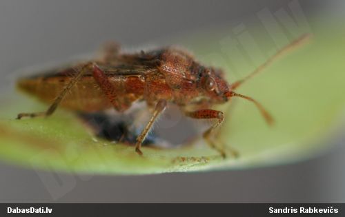 Krāšņblakts Rhopalus parumpunctatus