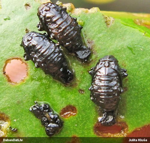 Lapgrauzis Galerucella nymphaeae
