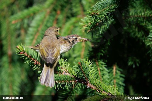 Vītītis