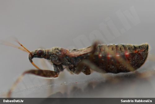 Zālāju laupītājblakts Himacerus apterus
