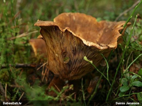 Samtainā mietene