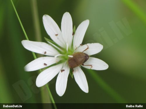 Aveņvabole Byturus tomentosus