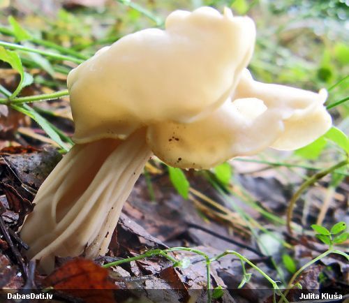 Krokainais rumpucis