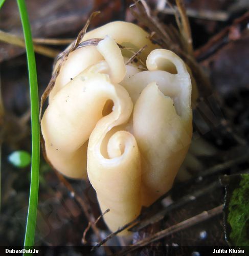 Krokainais rumpucis