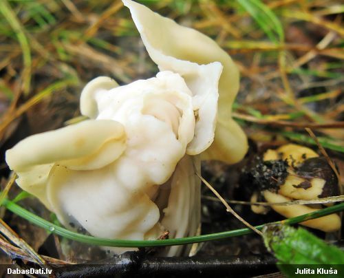 Krokainais rumpucis
