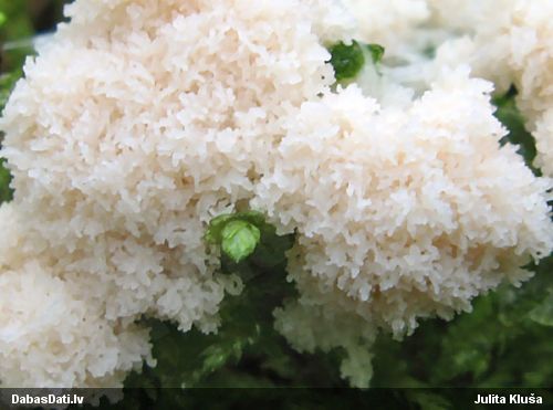 Gļotsēne (nenoteikta)