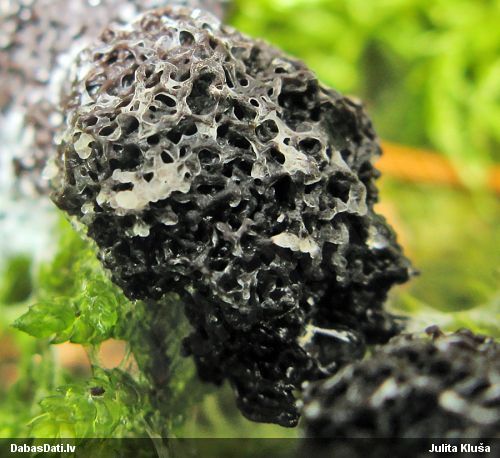 Gļotsēne (nenoteikta)