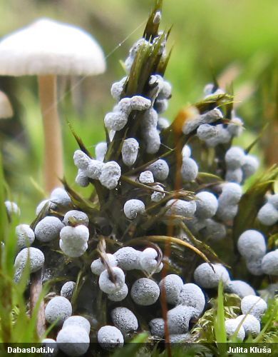 Cukurīte (nenoteikta)