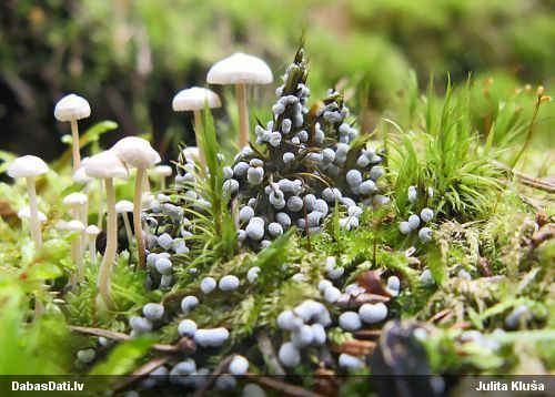 Cukurīte (nenoteikta)